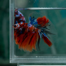 Load image into Gallery viewer, Male Halfmoon - Multicolor #1522 - Live Betta Fish
