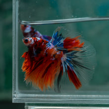 Load image into Gallery viewer, Male Halfmoon - Multicolor #1522 - Live Betta Fish
