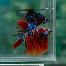 Load image into Gallery viewer, Male Halfmoon - Multicolor #1522 - Live Betta Fish

