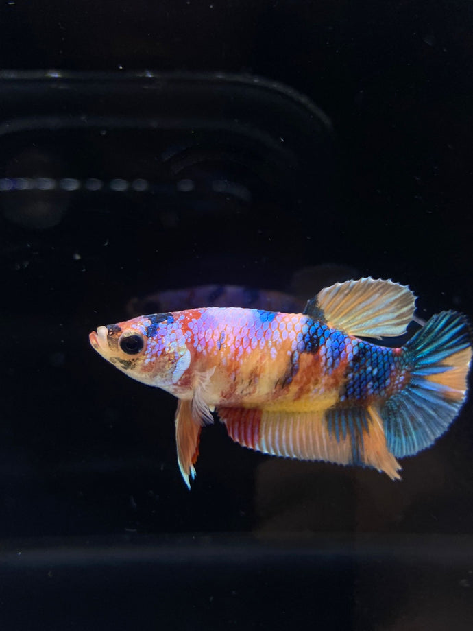 Female Halfmoon Plakat - Multicolor #1522 - Live Betta Fish