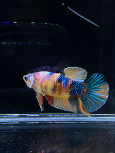 Female Halfmoon Plakat - Multicolor #1522 - Live Betta Fish