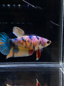 Female Halfmoon Plakat - Multicolor #1522 - Live Betta Fish