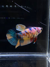 Load image into Gallery viewer, Female Halfmoon Plakat - Multicolor #1522 - Live Betta Fish
