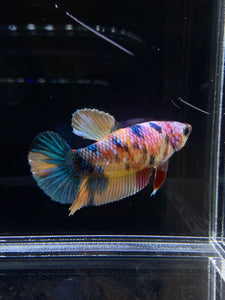 Female Halfmoon Plakat - Multicolor #1522 - Live Betta Fish