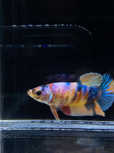 Female Halfmoon Plakat - Multicolor #1522 - Live Betta Fish