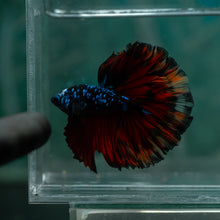 Load image into Gallery viewer, Male Rosetail - Blue Avatar #1523 - Live Betta Fish

