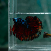 Load image into Gallery viewer, Male Rosetail - Blue Avatar #1523 - Live Betta Fish

