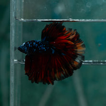 Load image into Gallery viewer, Male Rosetail - Blue Avatar #1523 - Live Betta Fish
