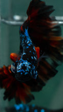 Load image into Gallery viewer, Male Rosetail - Blue Avatar #1523 - Live Betta Fish
