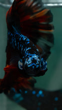 Load image into Gallery viewer, Male Rosetail - Blue Avatar #1523 - Live Betta Fish
