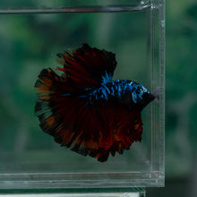 Load image into Gallery viewer, Male Rosetail - Blue Avatar #1523 - Live Betta Fish
