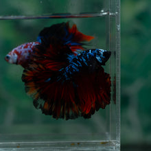 Load image into Gallery viewer, Male Rosetail - Blue Avatar #1523 - Live Betta Fish
