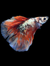 Load image into Gallery viewer, Male Fullmoon - Nemo Copper #1523 - Live Betta Fish

