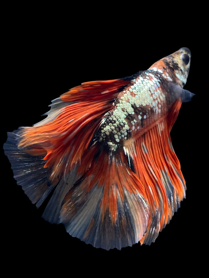 Male Fullmoon - Nemo Copper #1523 - Live Betta Fish