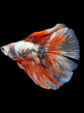 Load image into Gallery viewer, Male Fullmoon - Nemo Copper #1523 - Live Betta Fish
