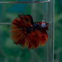Load image into Gallery viewer, Male Halfmoon - Galaxy #1524 - Live Betta Fish
