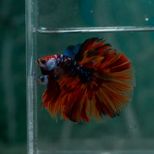 Load image into Gallery viewer, Male Halfmoon - Galaxy #1524 - Live Betta Fish
