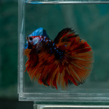 Load image into Gallery viewer, Male Halfmoon - Galaxy #1524 - Live Betta Fish
