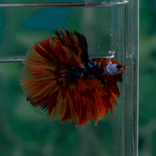 Load image into Gallery viewer, Male Halfmoon - Galaxy #1524 - Live Betta Fish
