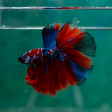 Load image into Gallery viewer, Male Halfmoon - Galaxy #1525 - Live Betta Fish
