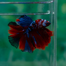 Load image into Gallery viewer, Male Halfmoon - Galaxy #1525 - Live Betta Fish
