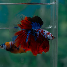 Load image into Gallery viewer, Male Halfmoon - Galaxy #1526 - Live Betta Fish
