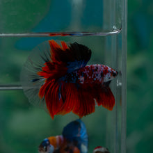 Load image into Gallery viewer, Male Halfmoon - Galaxy #1526 - Live Betta Fish
