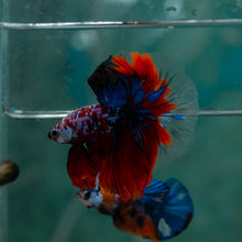 Load image into Gallery viewer, Male Halfmoon - Galaxy #1526 - Live Betta Fish

