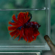 Load image into Gallery viewer, Male Halfmoon - Galaxy #1527 - Live Betta Fish
