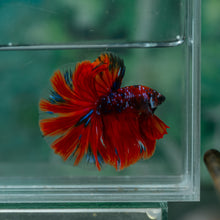 Load image into Gallery viewer, Male Halfmoon - Galaxy #1527 - Live Betta Fish
