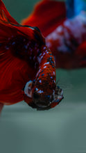 Load image into Gallery viewer, Male Halfmoon - Galaxy #1527 - Live Betta Fish
