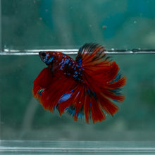 Load image into Gallery viewer, Male Halfmoon - Galaxy #1527 - Live Betta Fish
