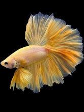 Load image into Gallery viewer, Male Rosetail - Yellow Banana #1528 - Live Betta Fish
