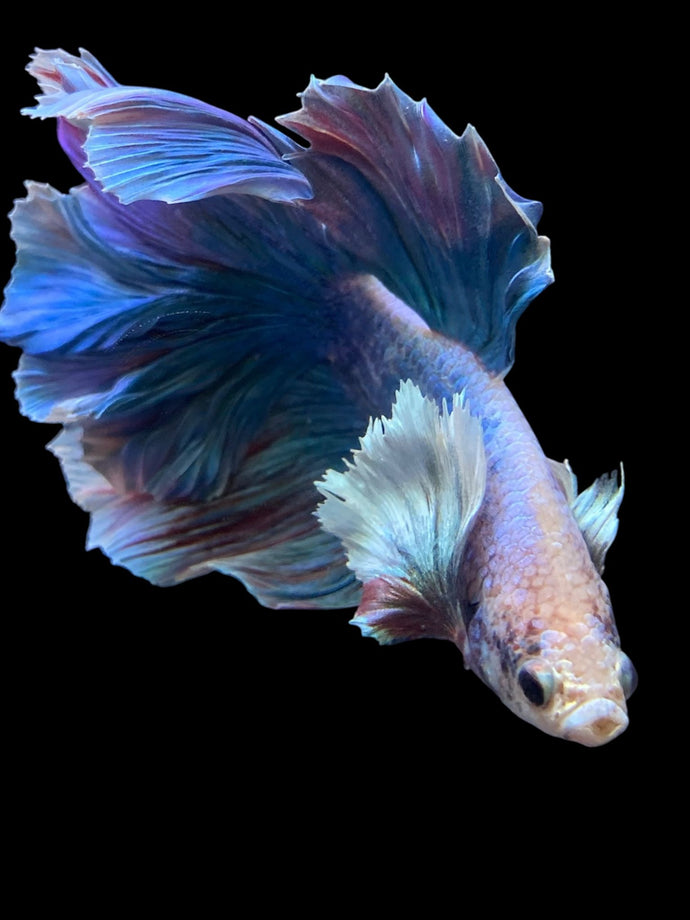 Male Rosetail - Dumbo #152 - Live Betta Fish