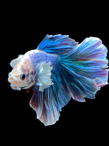 Male Rosetail - Dumbo #152 - Live Betta Fish