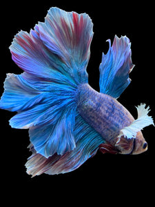 Male Rosetail - Dumbo #152 - Live Betta Fish