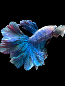 Male Rosetail - Dumbo #152 - Live Betta Fish