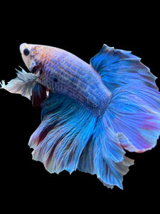 Male Rosetail - Dumbo #152 - Live Betta Fish