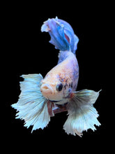 Load image into Gallery viewer, Male Rosetail - Dumbo #152 - Live Betta Fish
