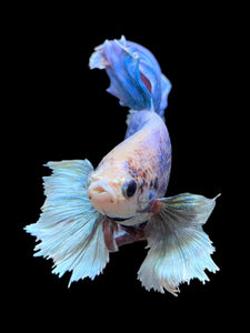 Male Rosetail - Dumbo #152 - Live Betta Fish