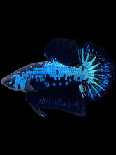 Load image into Gallery viewer, Male Halfmoon Plakat - Blue Samurai #1530 - Live Betta Fish

