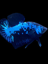 Load image into Gallery viewer, Male Halfmoon Plakat - Blue Samurai #1530 - Live Betta Fish
