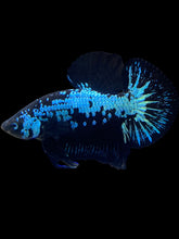 Load image into Gallery viewer, Male Halfmoon Plakat - Blue Samurai #1530 - Live Betta Fish

