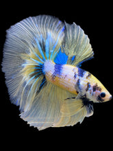 Load image into Gallery viewer, Male Halfmoon - Yellow Galaxy #1531 - Live Betta Fish
