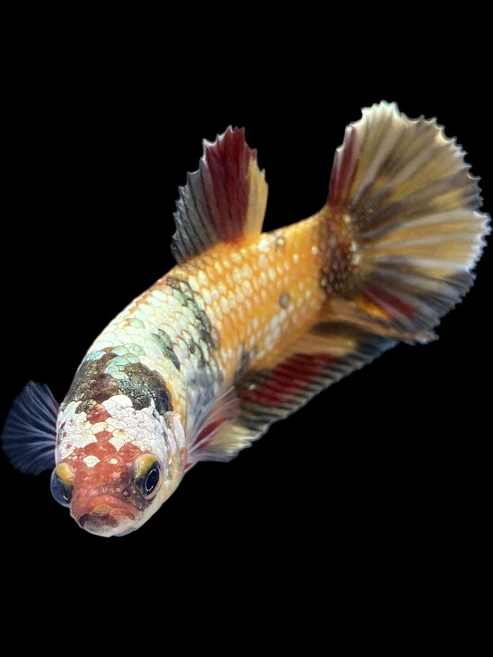 Female Halfmoon Plakat - Candy Copper #1531 - Live Betta Fish