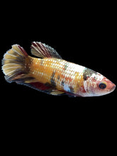 Load image into Gallery viewer, Female Halfmoon Plakat - Candy Copper #1531 - Live Betta Fish
