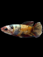 Load image into Gallery viewer, Female Halfmoon Plakat - Candy Copper #1531 - Live Betta Fish
