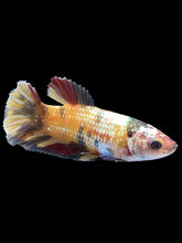 Load image into Gallery viewer, Female Halfmoon Plakat - Candy Copper #1531 - Live Betta Fish

