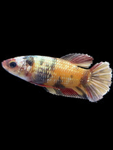 Load image into Gallery viewer, Female Halfmoon Plakat - Candy Copper #1531 - Live Betta Fish
