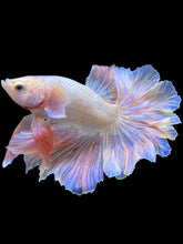 Load image into Gallery viewer, Male Rosetail - Pastel Pink #1532 - Live Betta Fish
